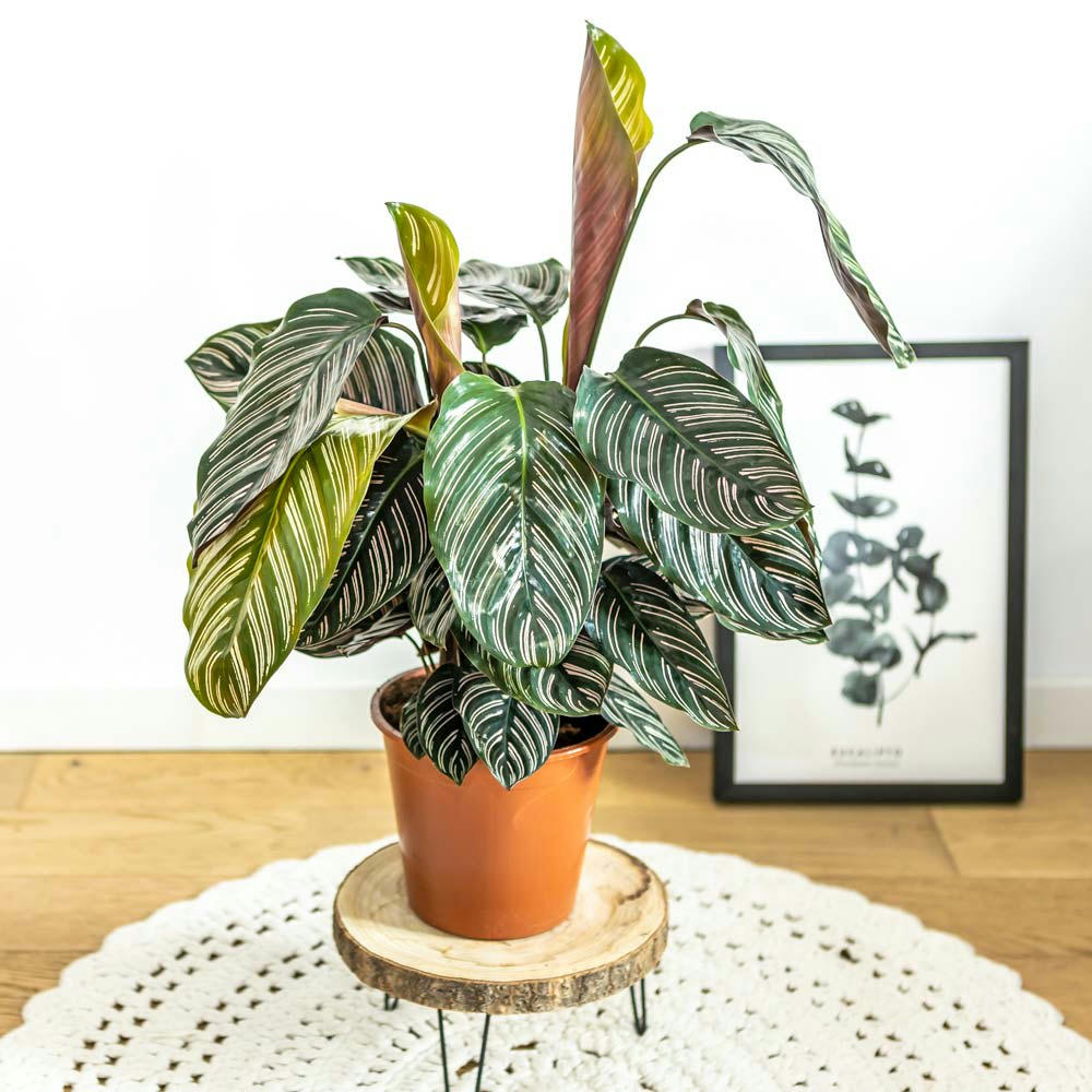 - Plante d'intérieur dépolluante : Le calathéa Sanderiana Ornata