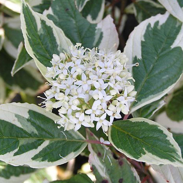 2 x Cornouiller blanc 'Sibirica Variegata' - Cornus alba 'sibirica Variegata'- 50-60 cm pot