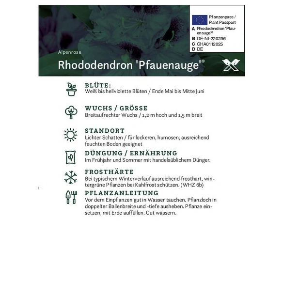 Rhododendron »Pfauenauge«, flieder, Höhe: 30 - 40 cm