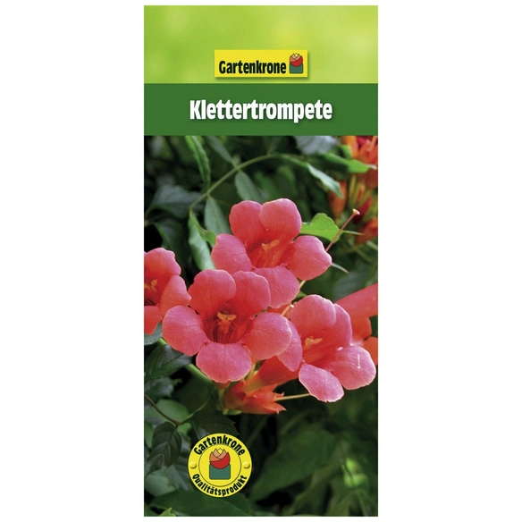 Klettertrompete, Campsis radicans, Blüte: orange
