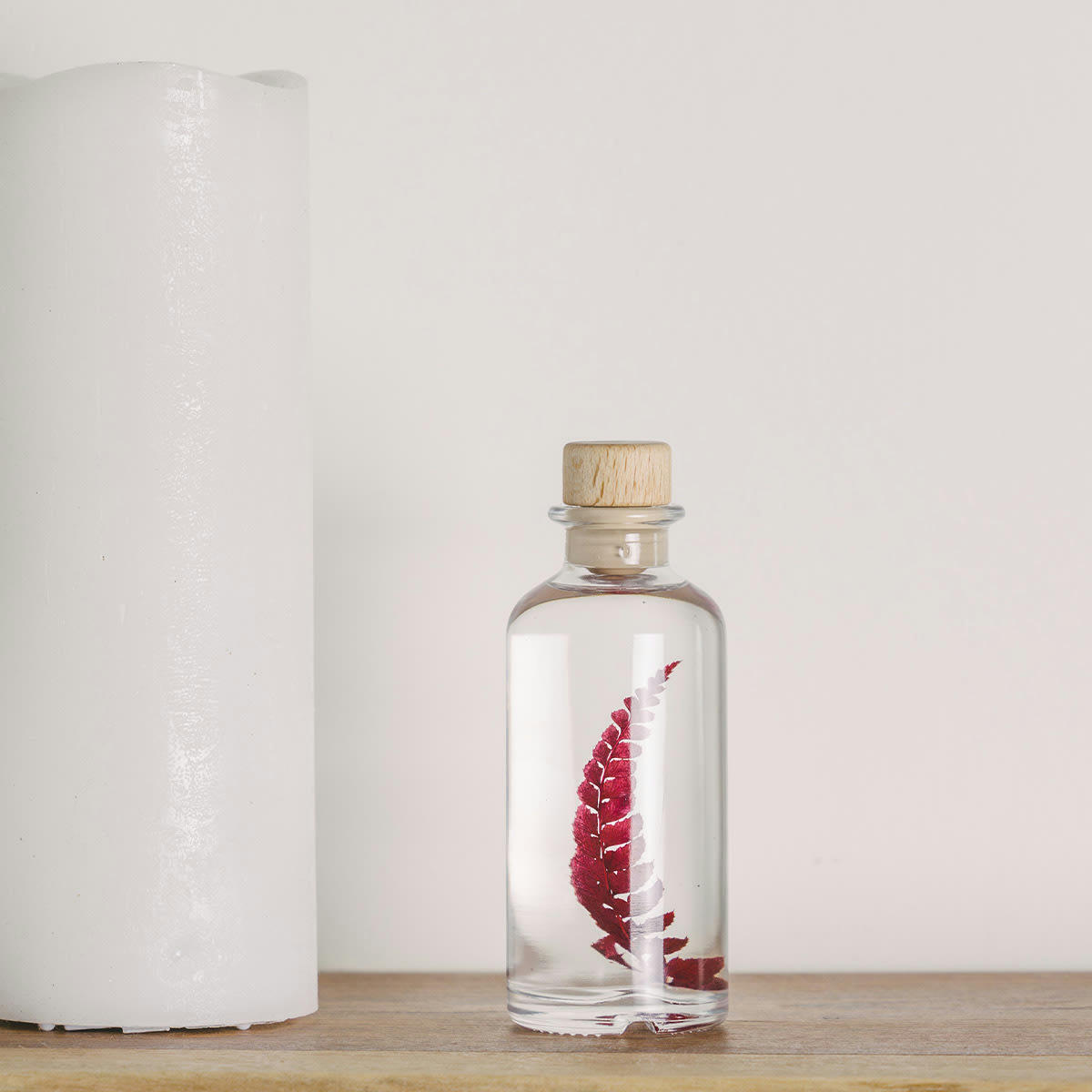 HERBARIUM DE THEOPHILE - Plante immergée Rumohra rouge