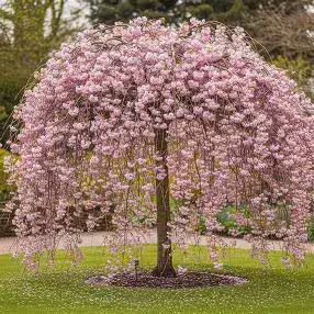 Weeping Cherry Tree 2.5in pot