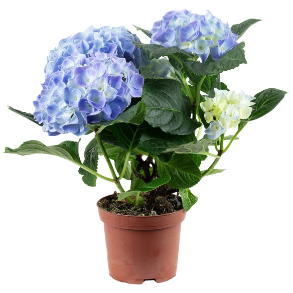 Blühpflanze Hortensie macrophylla, blau
