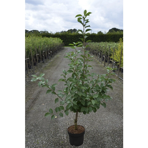 Sauerkirsche, Prunus cerasus »Morellenfeuer«, Früchte: süß-säuerlich