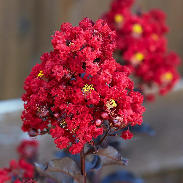Arbres et plantes - LAGERSTROEMIA black diamond Red hotC3L - 150cm - Rouge - Extérieur