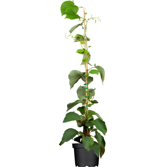 Kiwi »Actinidia chinensis«, Höhe: 90-100 cm