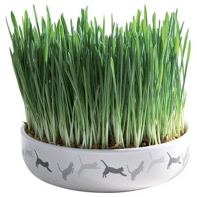 Trixie Ceramic Bowl with Cat Grass
