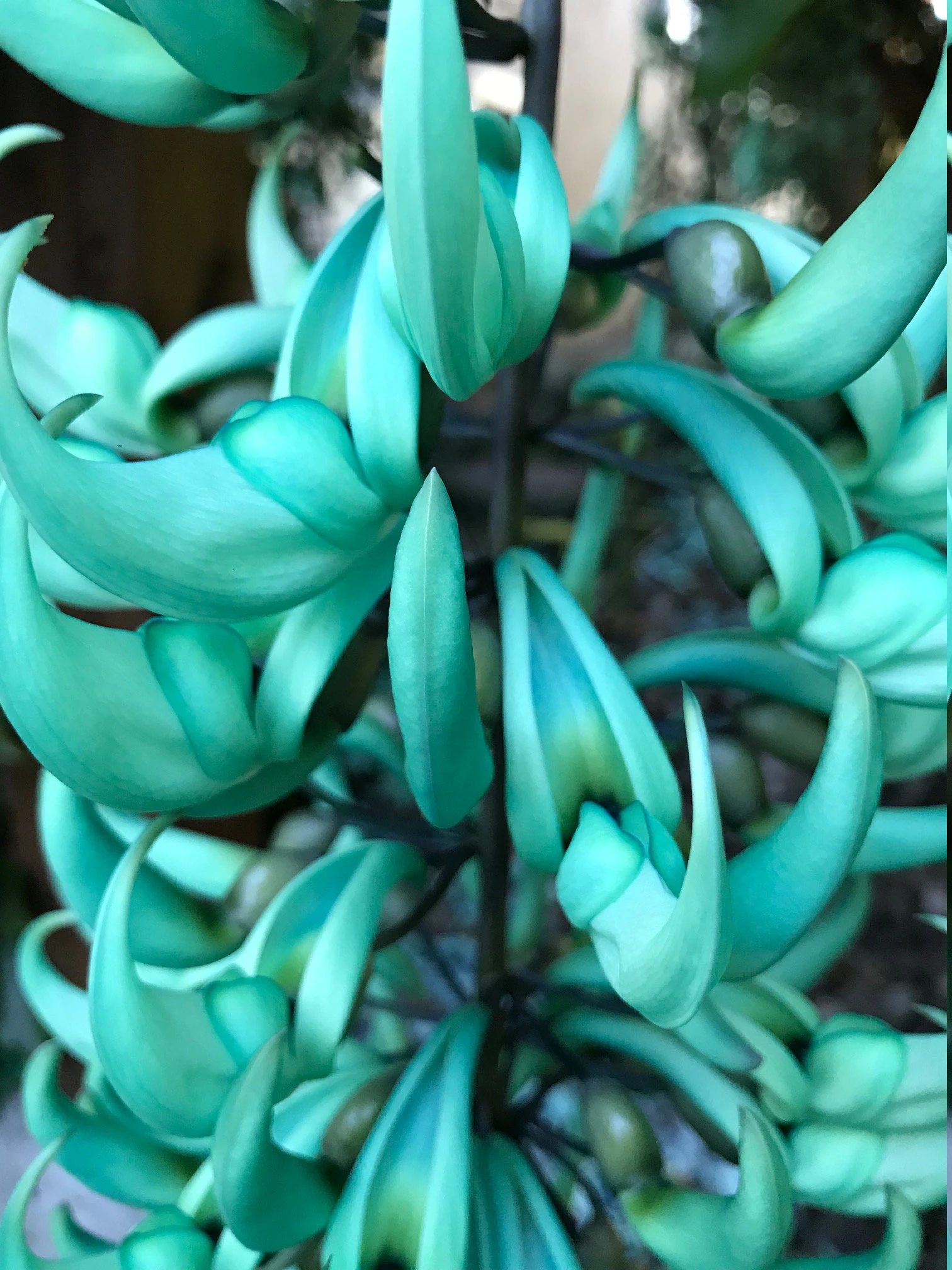 GREEN / BLUE Jade Vine Plant: (Strongylodon Macrobotrys) FREE shipping via usps priority