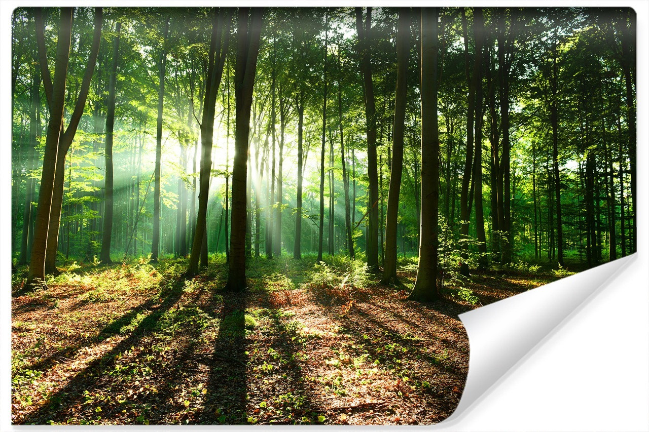 Fototapeta LAS W Promieniach Słońca Natura 90x60cm