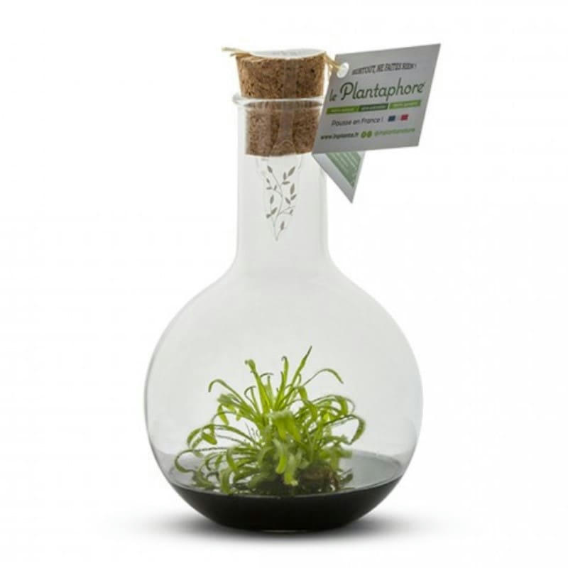 - Plantaphore Plante Carnivore Noir 500 ml
