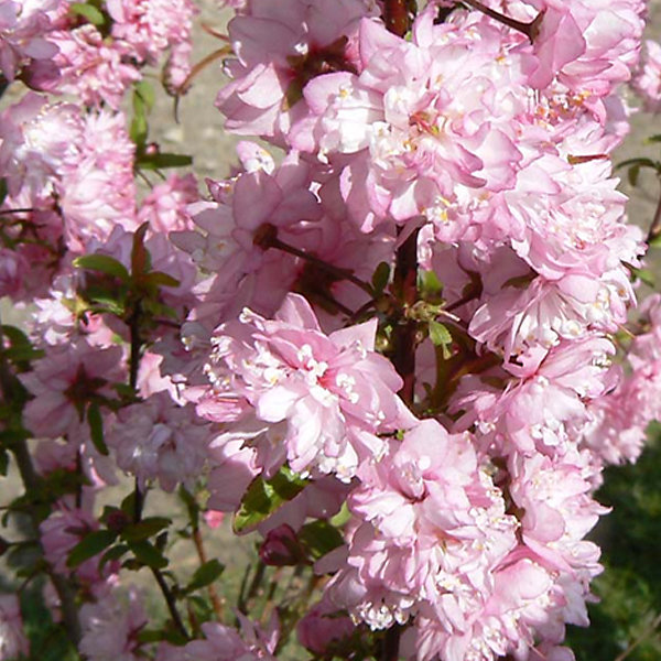 2 x Cerisier à fleurs 'Rosea Plena' - Prunus glandulosa 'Rosea Plena'- 30-40 cm pot