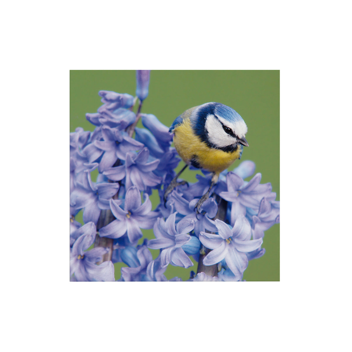 Art for the Home Buitencanvas Vogel op een bloem