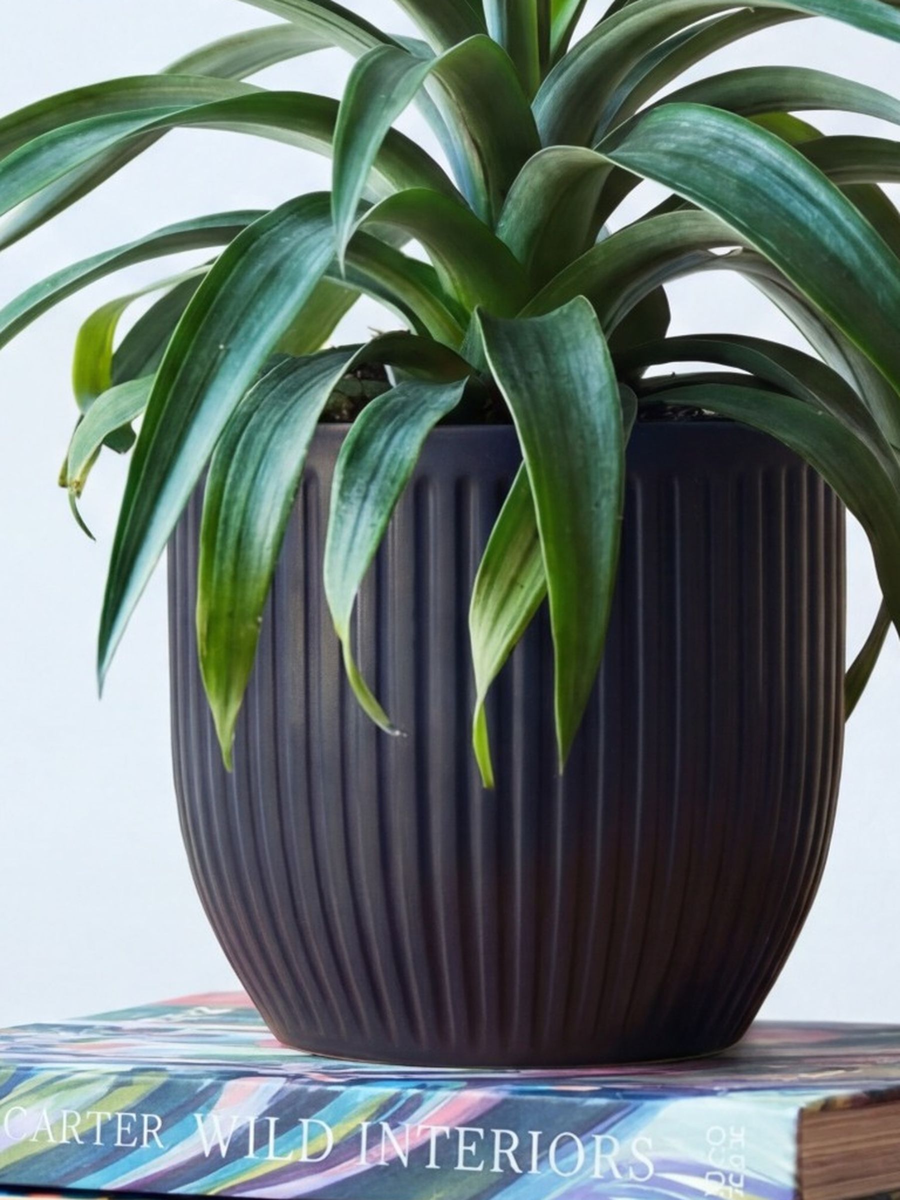Beards & Daisies Navy Real Pineapple Plant in Ribbed Pot
