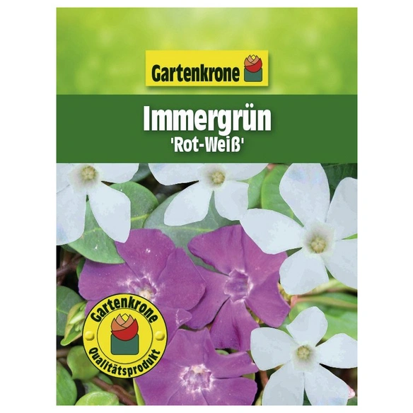 Kleinblättriges immergrün, Vinca minor »Rot-Weiss«, Blattfarbe: grün, Blüte: zweifarbig