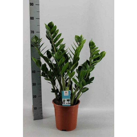 Glücksfeder, Zamioculcas zamiifolia, im Kunststoff-Kulturtopf