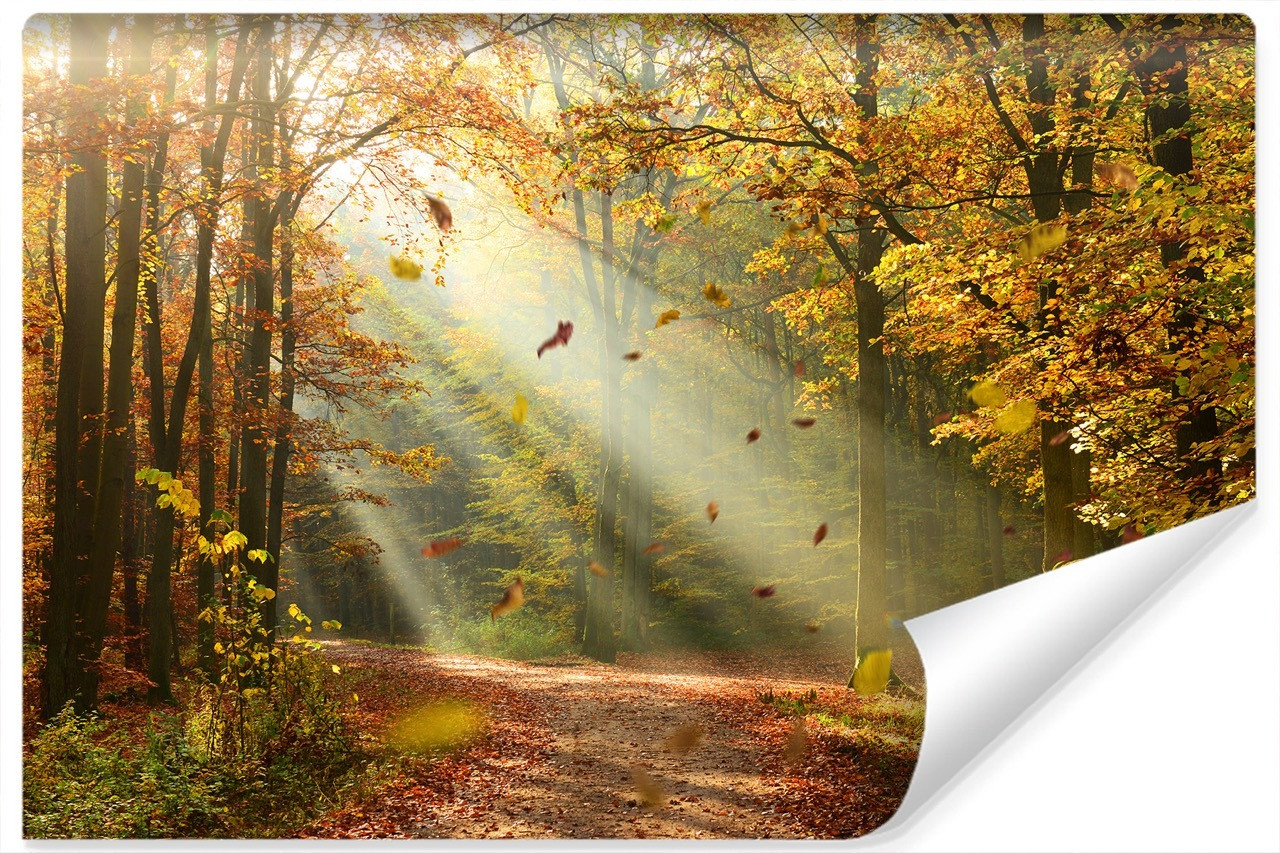Fototapeta Leśna Dróżka JESIENNY Krajobraz 90x60cm