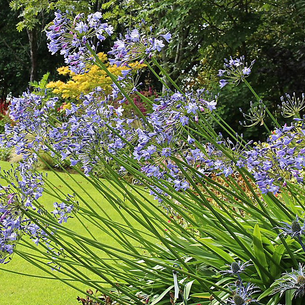6 x Agapanthe 'Blue Triumphator' - Agapanthus 'Blue Triumphator'- godet 9cm x 9cm
