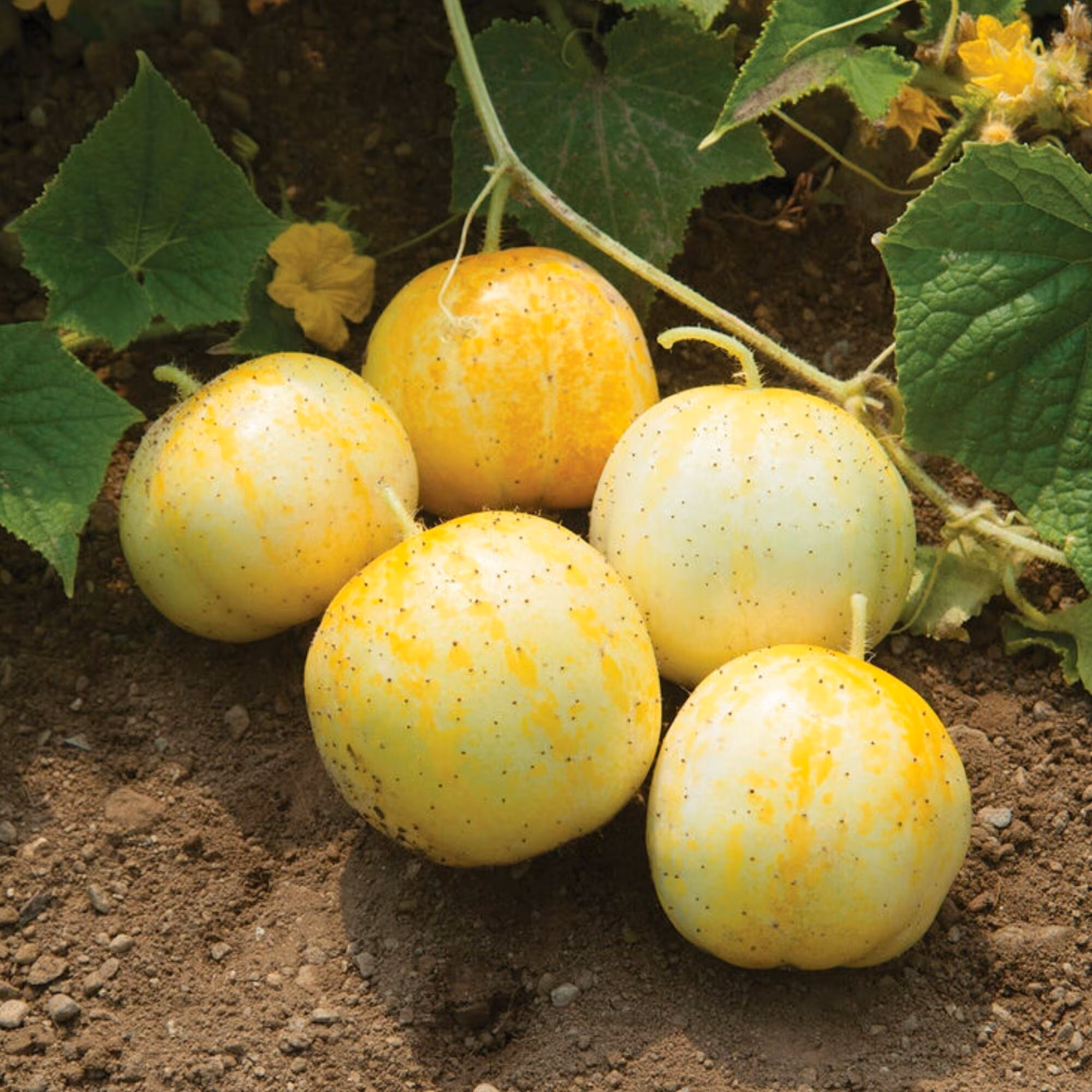 Lemon Cucumber Seeds - Organic, Heirloom, Open Pollinated, Non GMO - Grow Indoors, Outdoors, In Pots, Grow Beds, Hydroponics & Aquaponics