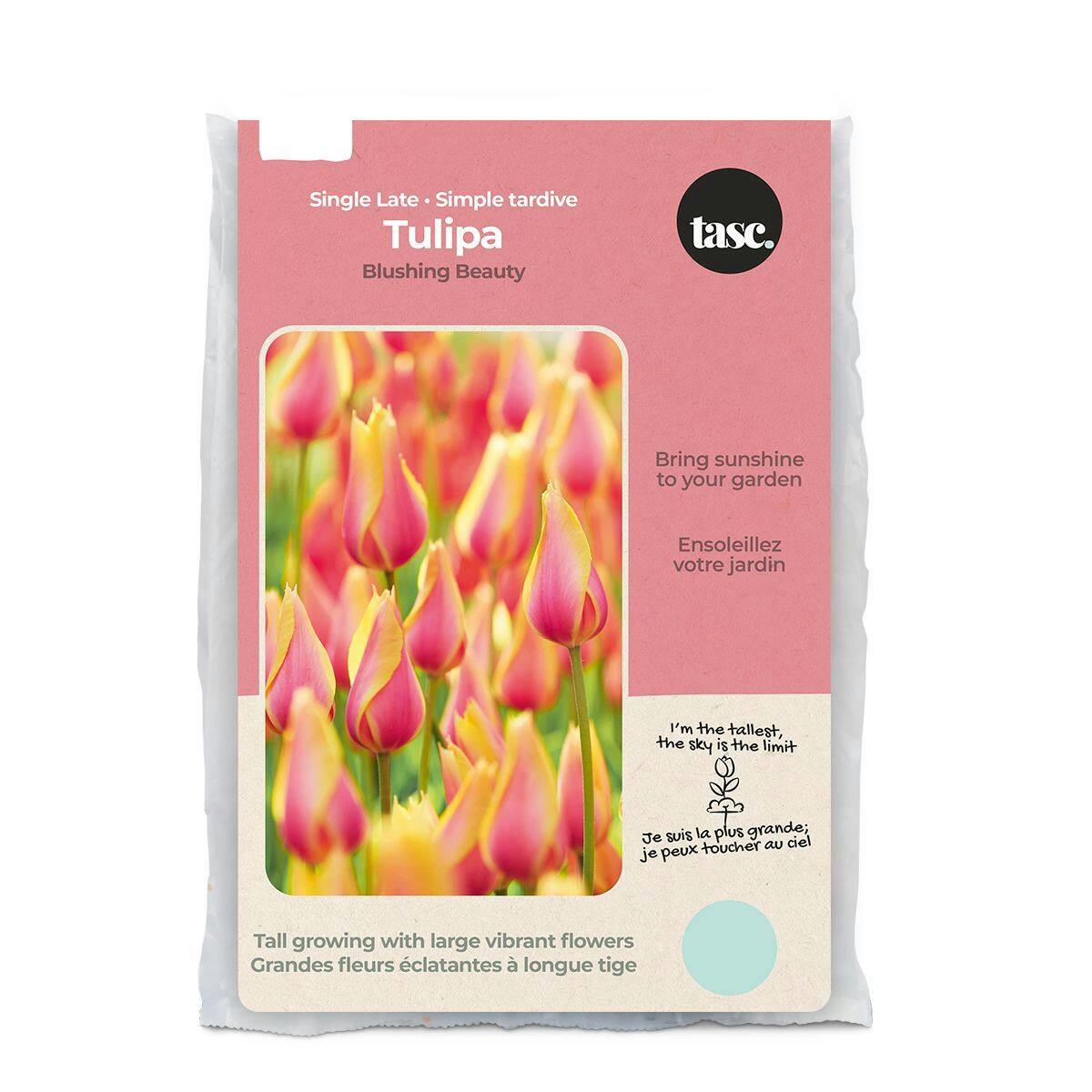 Bulbs Are Easy, Single Late Tulip Darwin, Blushing Beauty Flower Bulbs