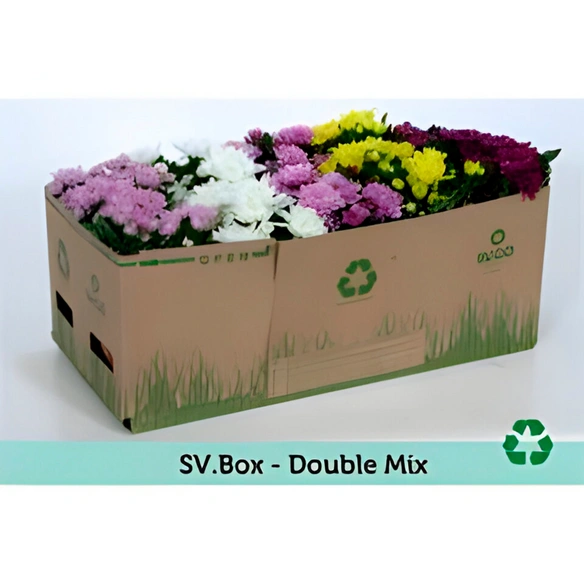 Chrysantheme, Chrysanthemum indicum, max. Wuchshöhe: 25 cm, Blüte: bunt