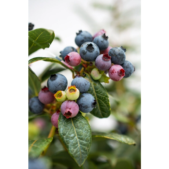 Heidelbeere Vaccinium »Perpetua®«