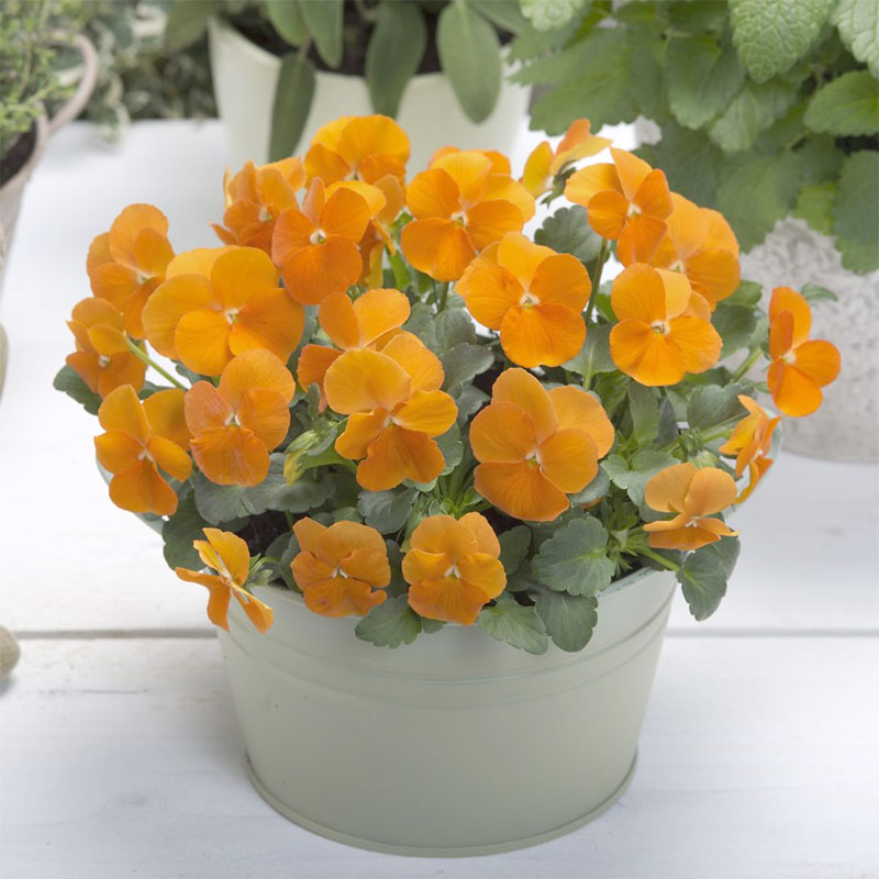 Hornviol 'Floral Power Deep Orange' F1