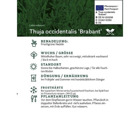 Lebensbaum, Thuja occidentalis »Brabant«, immergrün