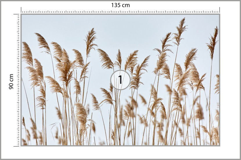 Fototapeta Ścienna Do Jadalni Zwiewne Trzciny 135x90cm