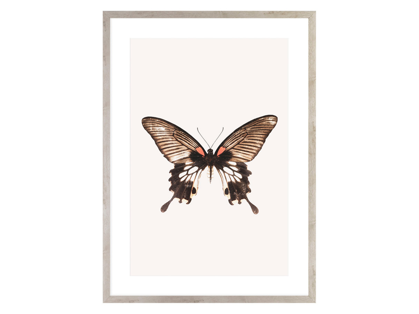 Obraz Brown Butterfly 50x70 cm