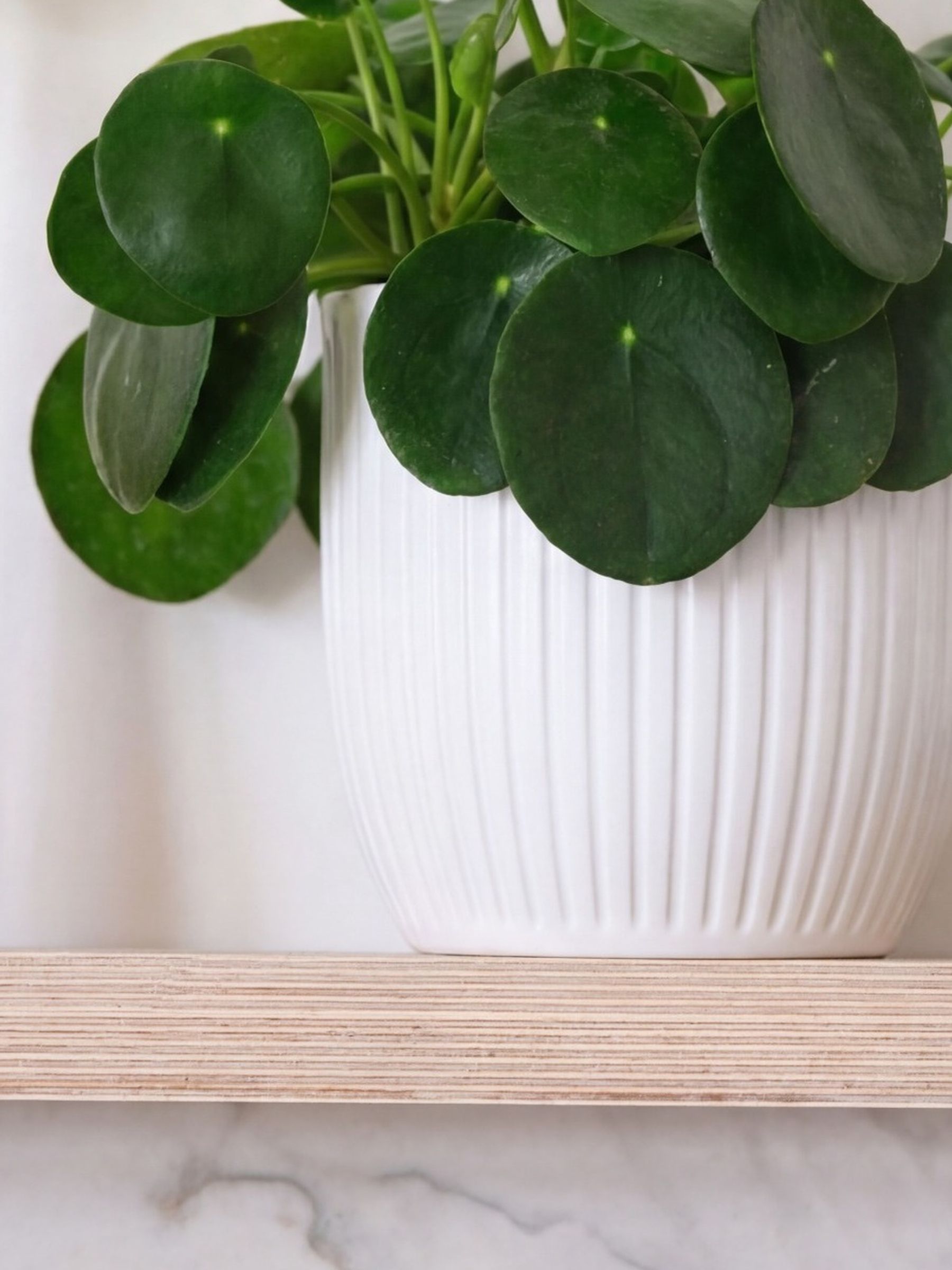 Beards & Daisies White Real Money Plant in Ribbed Pot