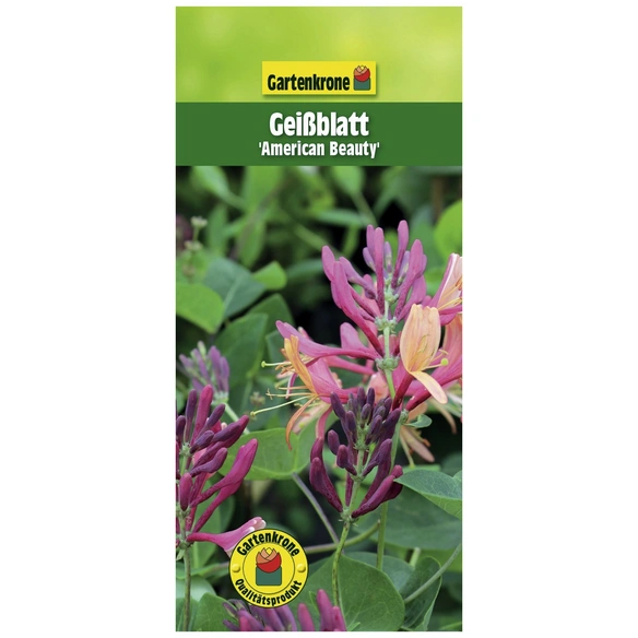 Geißblatt, Lonicera heckrottii »American Beauty«, Blätter: grün, Blüten: zweifarbig