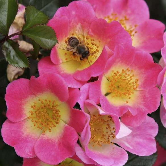 Zwergrose, Rosa »Topolina®«, Blüten: rosa
