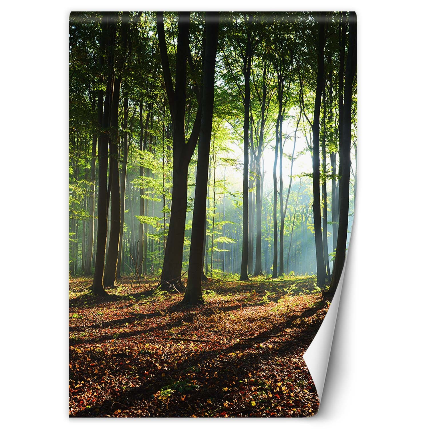 Feeby Fototapeta, Las zielony wschód słońca natura 100x140