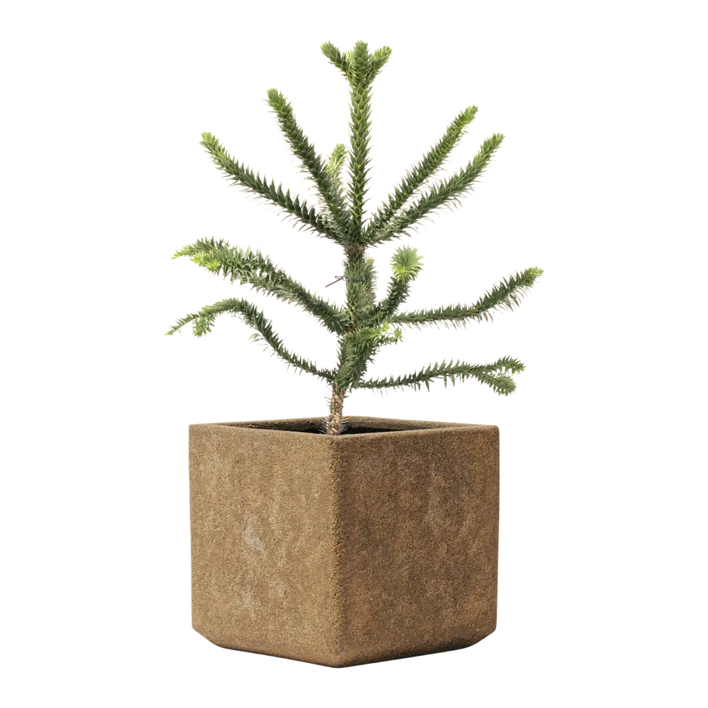 Gartentopf Rockline