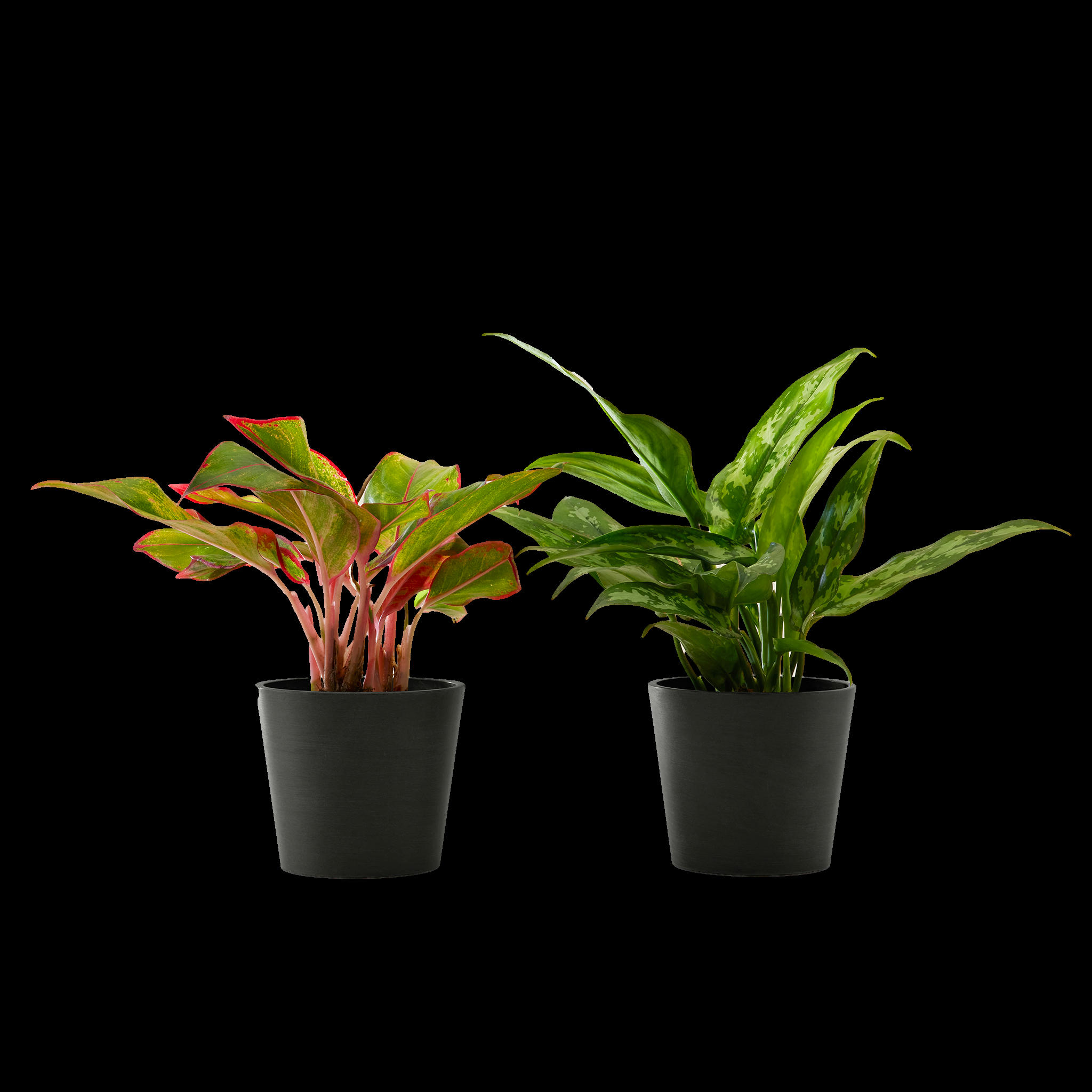 - Plante d'intérieur - Duo d'aglaonema 25 cm en pot noir