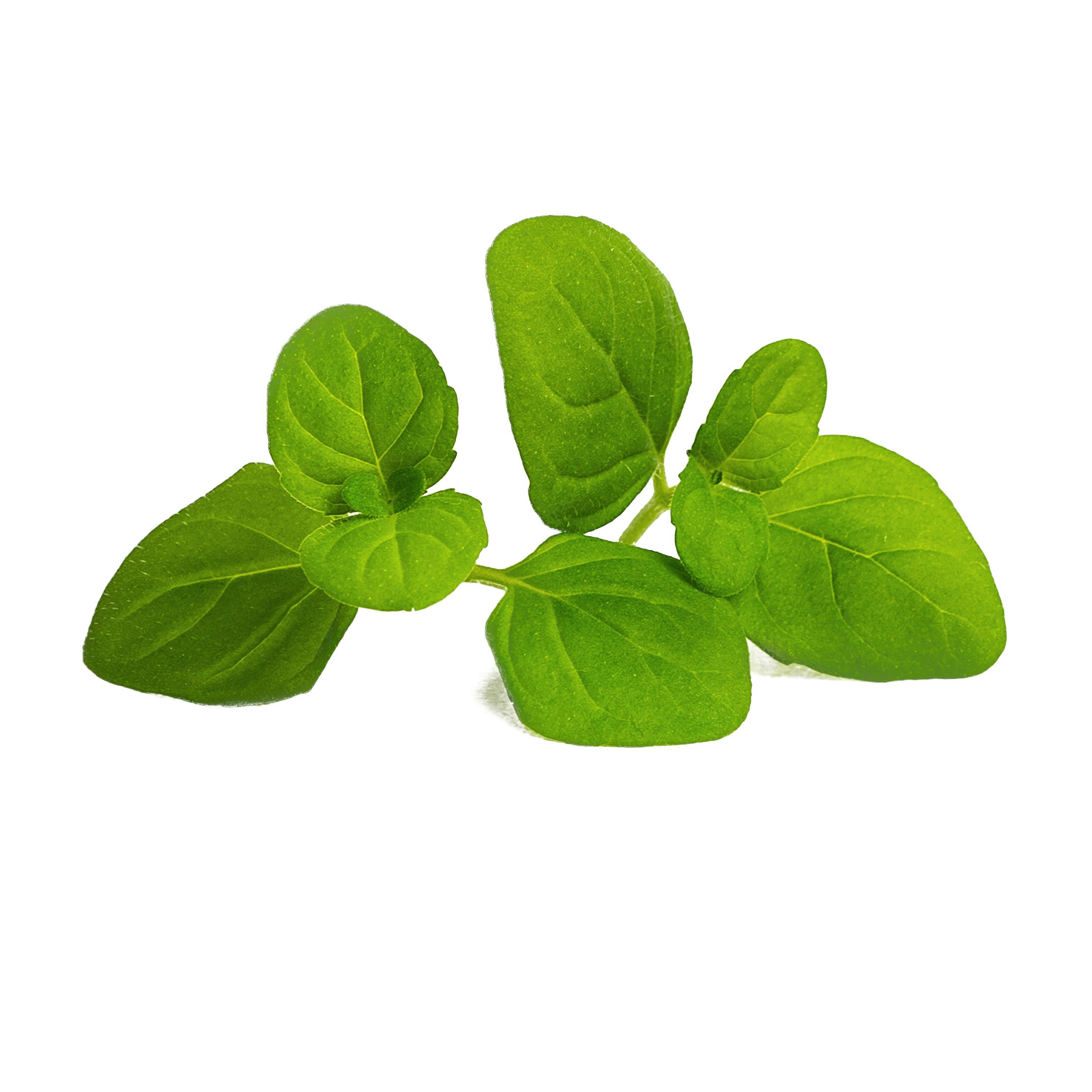 - Lingot Menthe glaciale BIO - Recharge prête à l'emploi