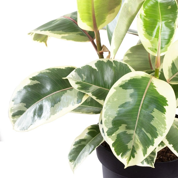 Gummibaum Elastica Ficus »Tineke«