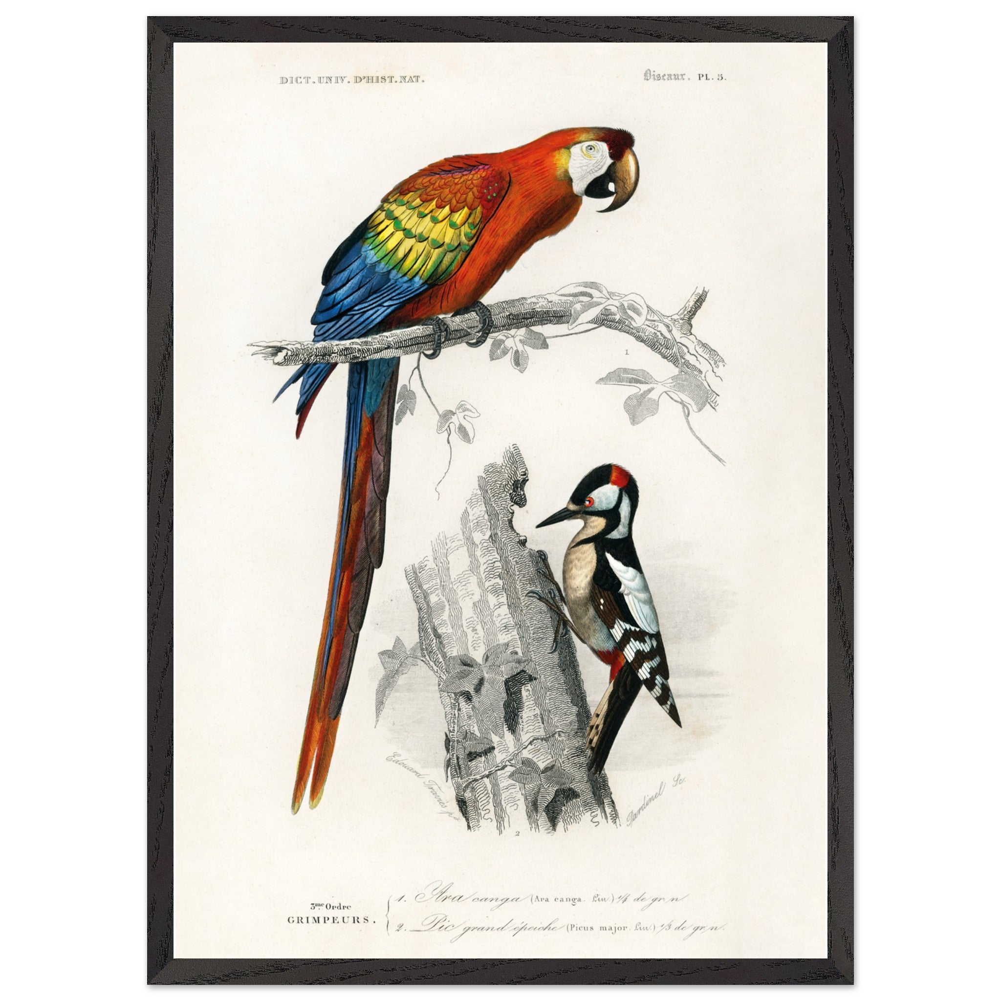 Artfulprints Poster met Lijst Charles Dessalines d'Orbigny - Different types of birds  - 50x70 cm - Meerkleurig