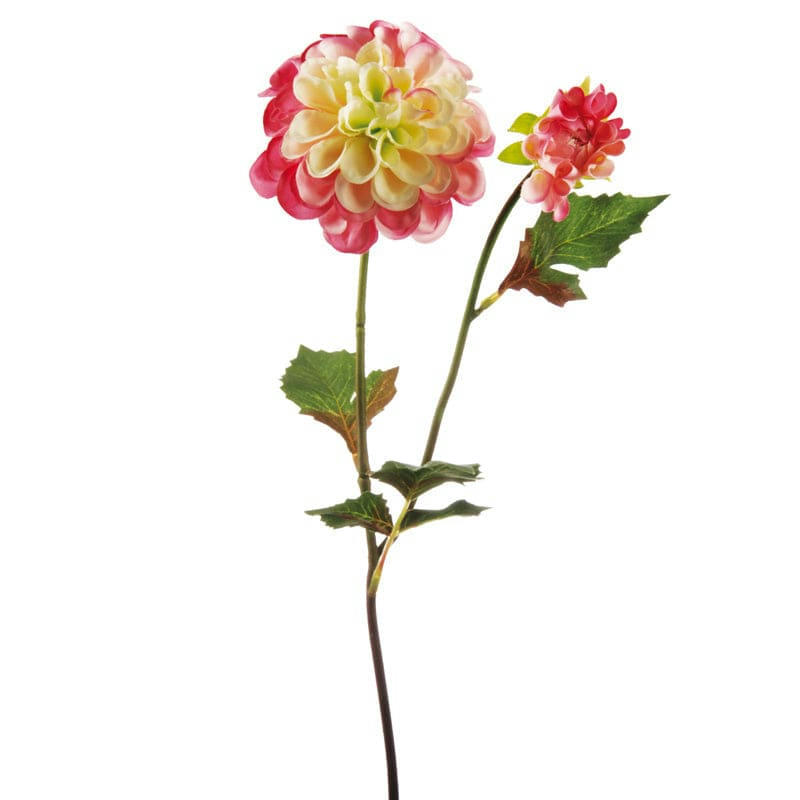 ANDREAS - Dahlia Andreas H50cm