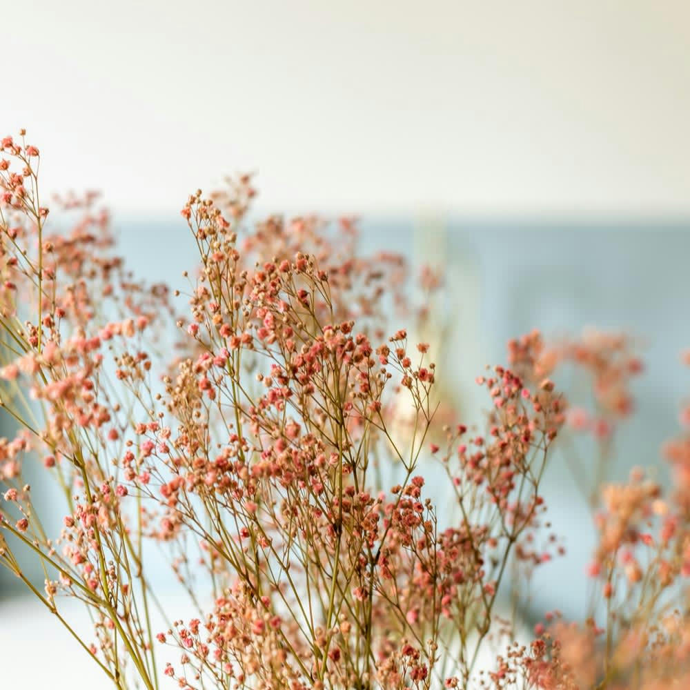 - Botte de fleurs séchées Gypsophile rose 100g