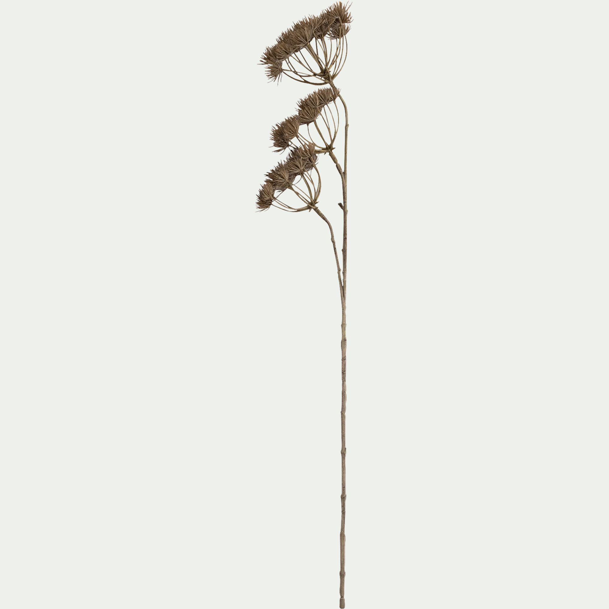 BERILLO - Branche d'Heracleum artificielle H109 - marron