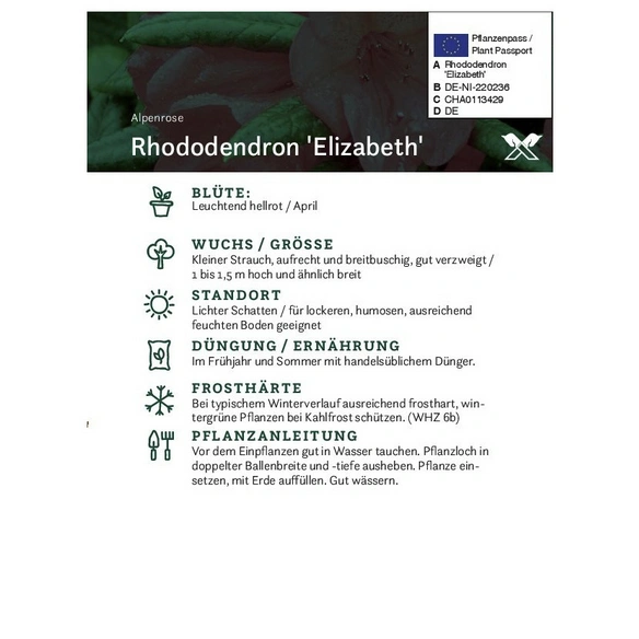 Rhododendron hybride »Elizabeth«, rosa/pink, Höhe: 30 - 40 cm