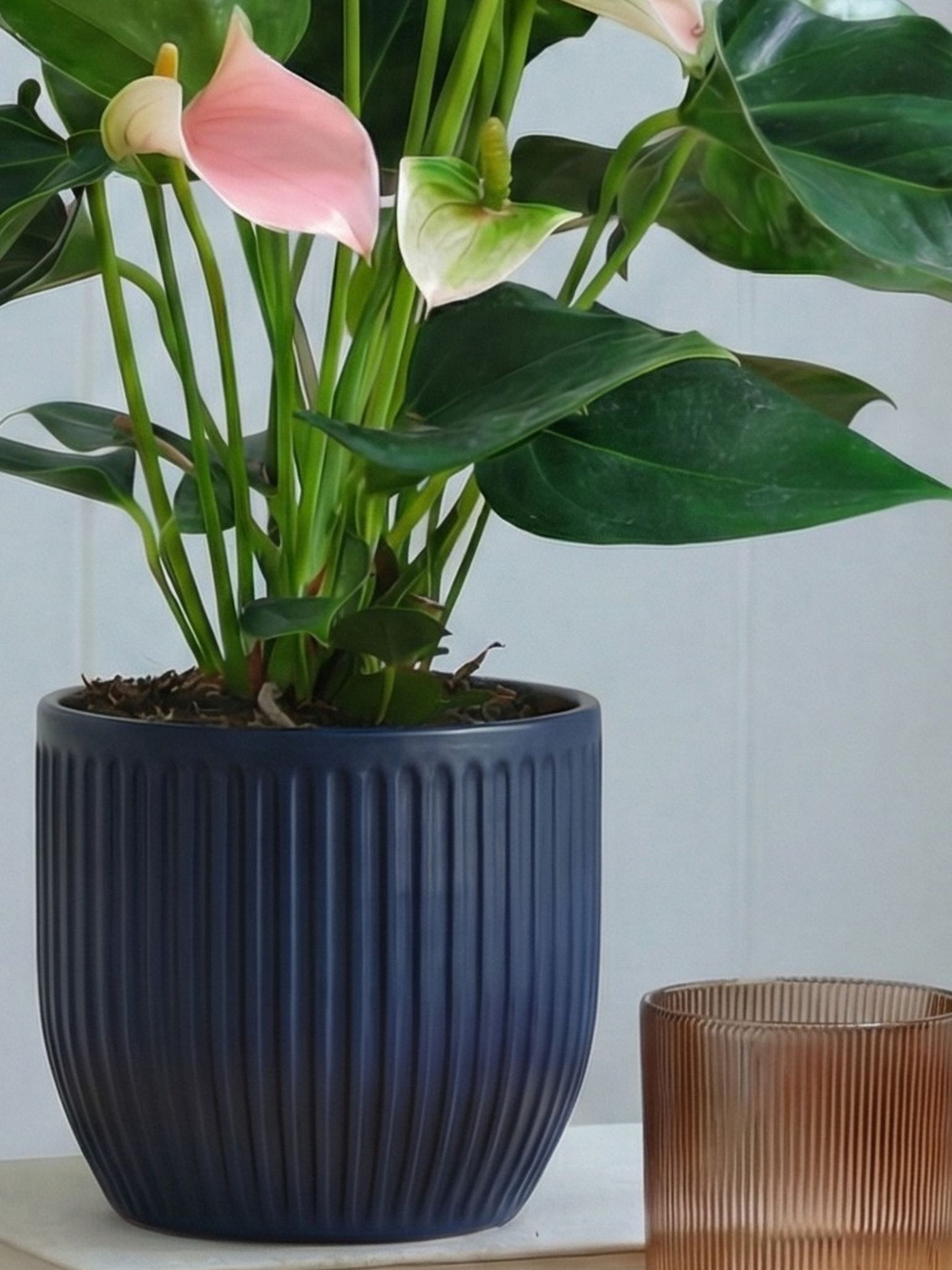 Beards & Daisies Navy Real Peach Anthurium Plant in Ribbed Pot