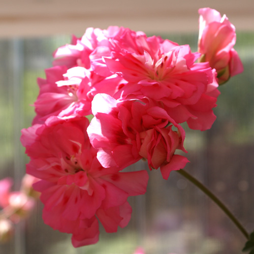 Zonarticpelargon 'Unicorn Zonartic Rose'