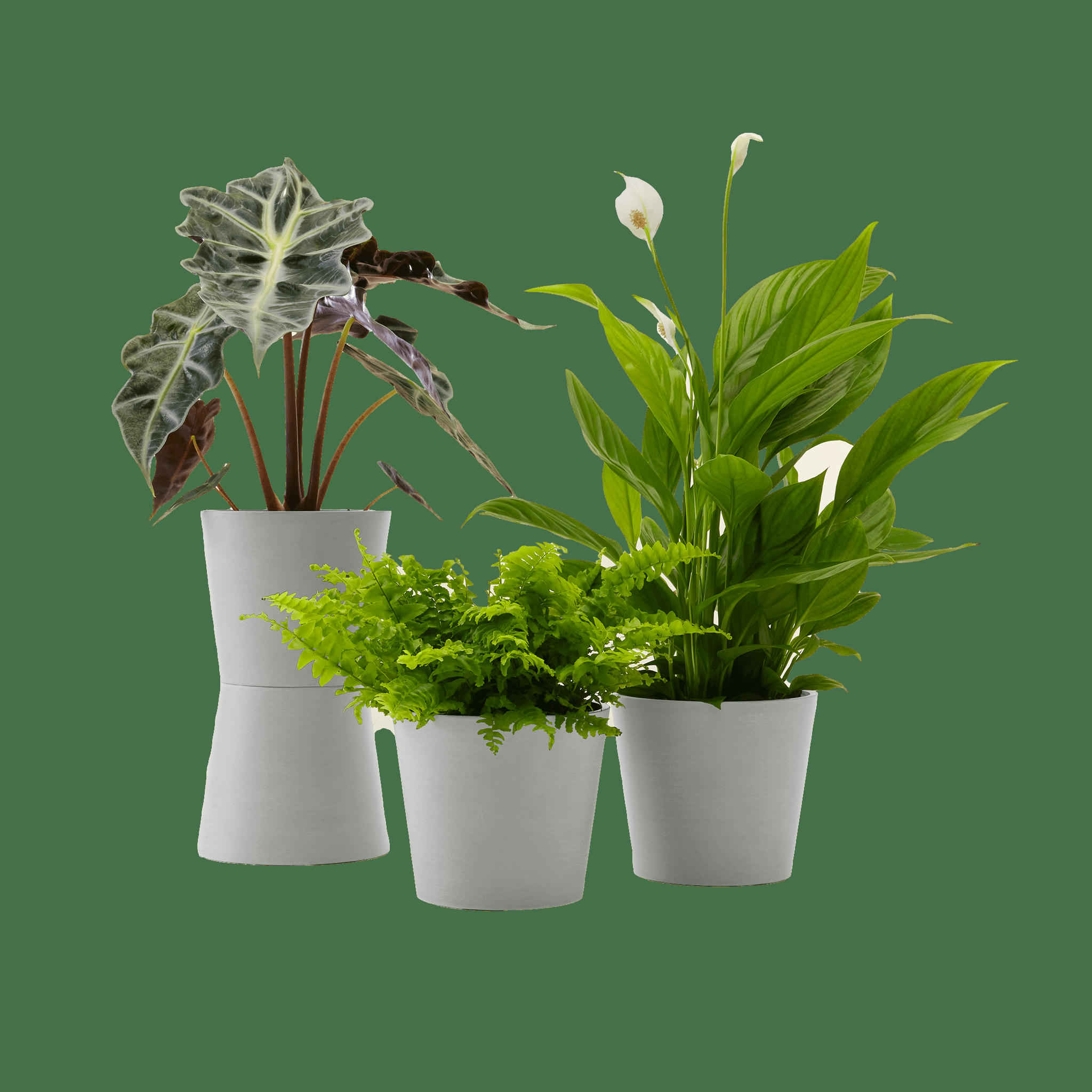 - Plante - Spathiphyllum, Bananier, Nephrolepis pot blanc gris