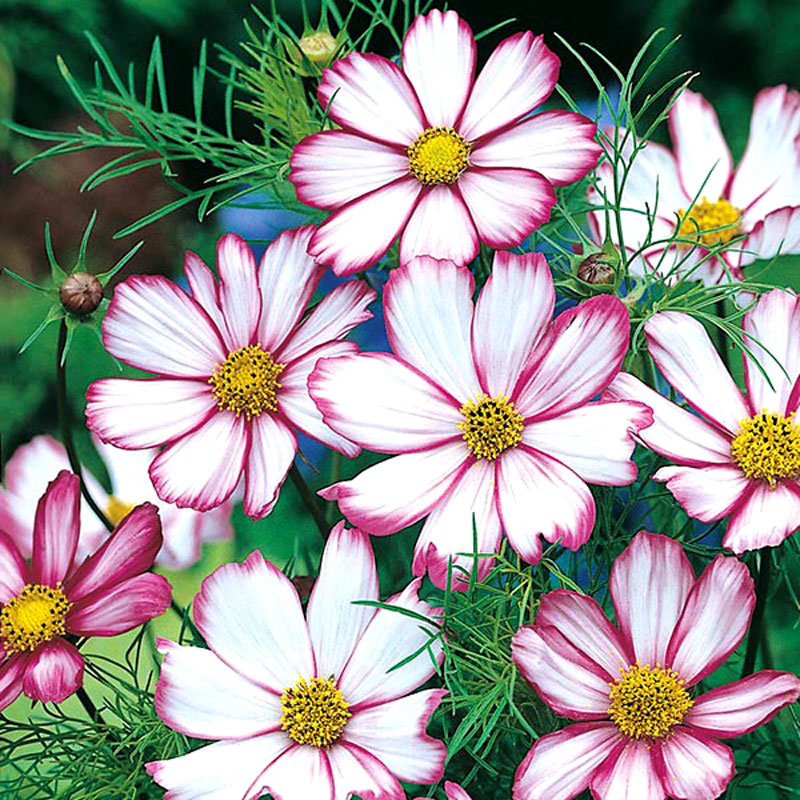 Rosenskära 'Candy Stripe'