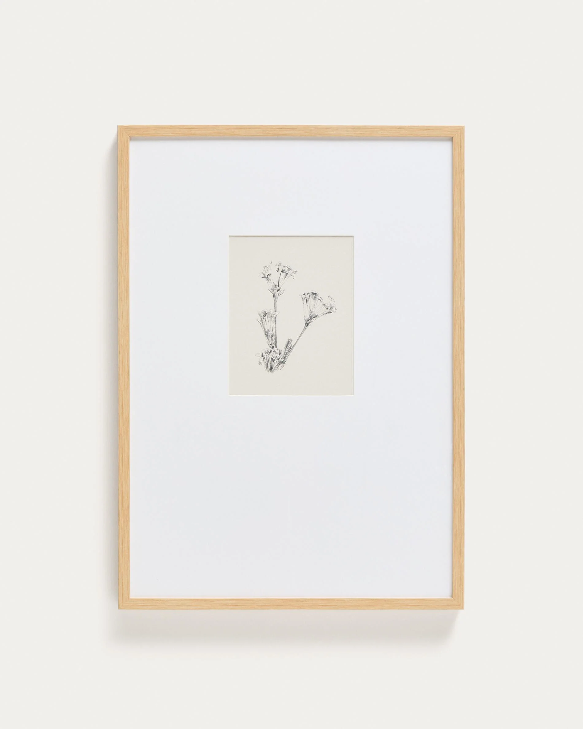 Lirena picture with botanical illustration 50 x 70cm