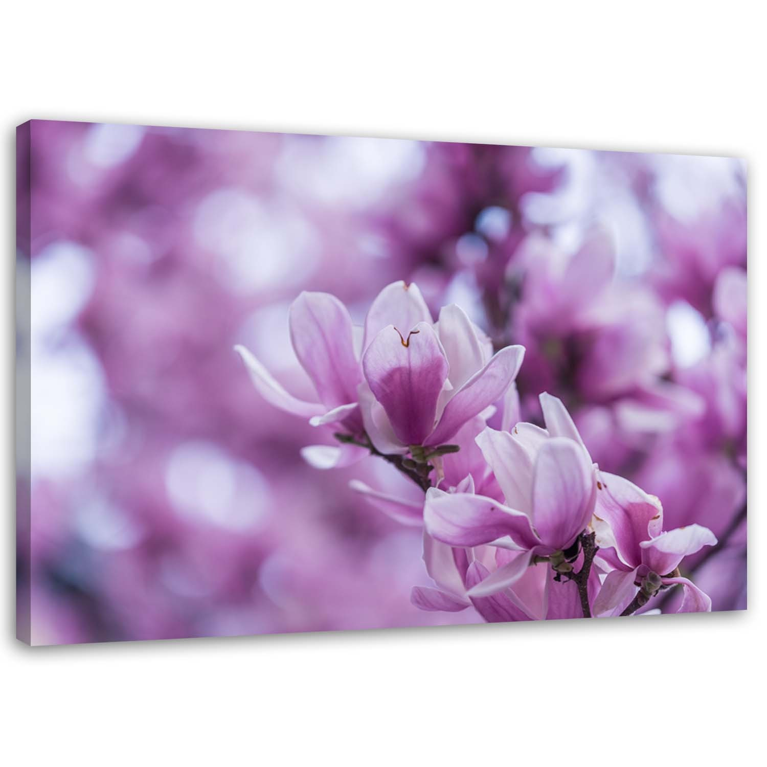 Feeby Obraz na płótnie Kwiaty magnolii 60x40