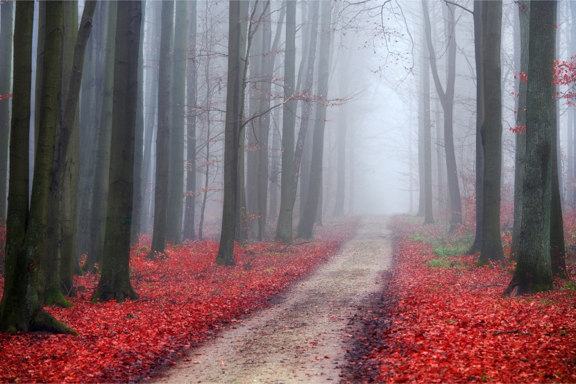 Fototapeta Dróżka Leśna Czerwone LIŚCIE 3D 90x60cm