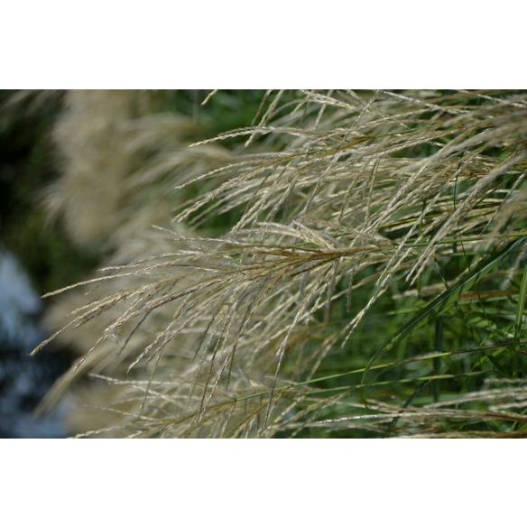 Chinaschilf, sinensis Miscanthus »Hermann Müssel«, Pflanzenhöhe: 0-0 cm, grün
